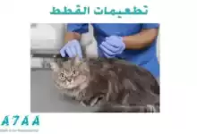 تطعيمات القطط